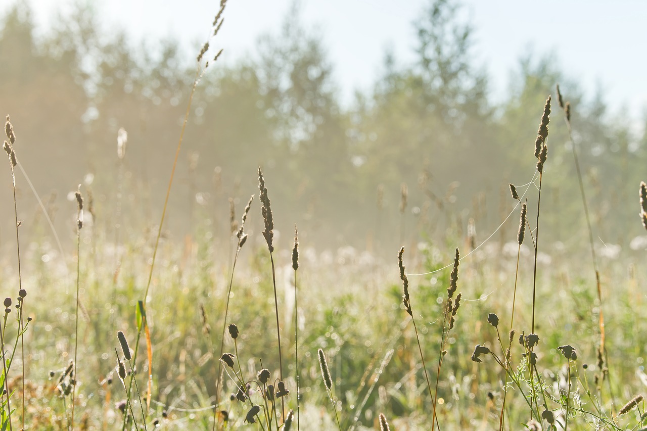 nature landscape field free photo