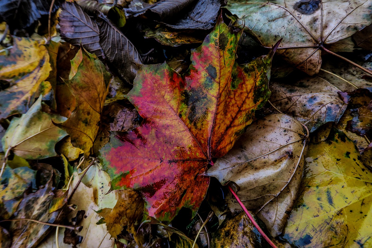 nature leaf autumn free photo