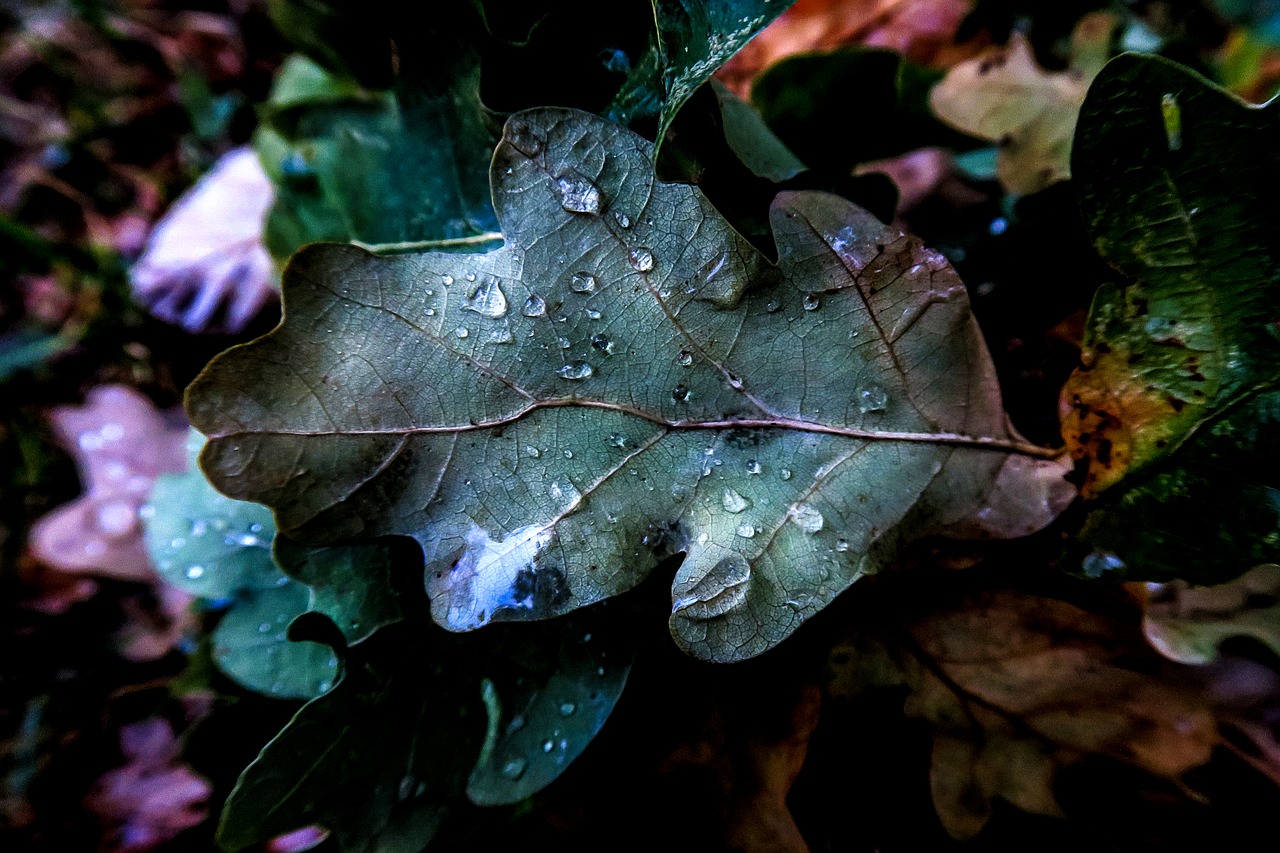 nature leaf autumn free photo
