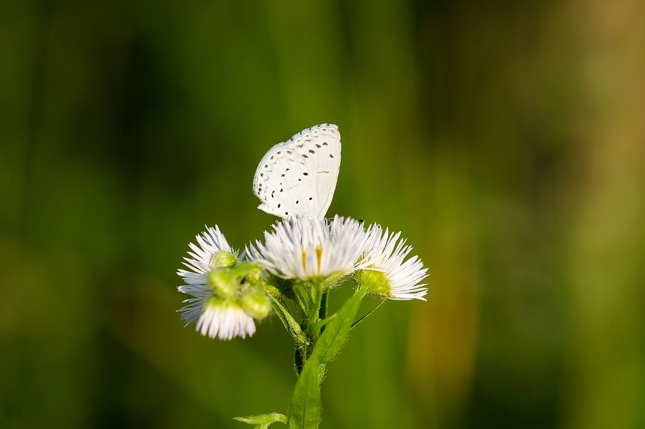 nature butterfly green free photo