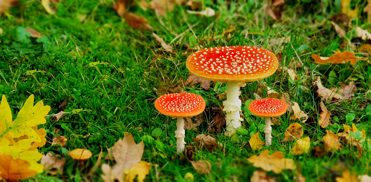 nature mushroom forest free photo
