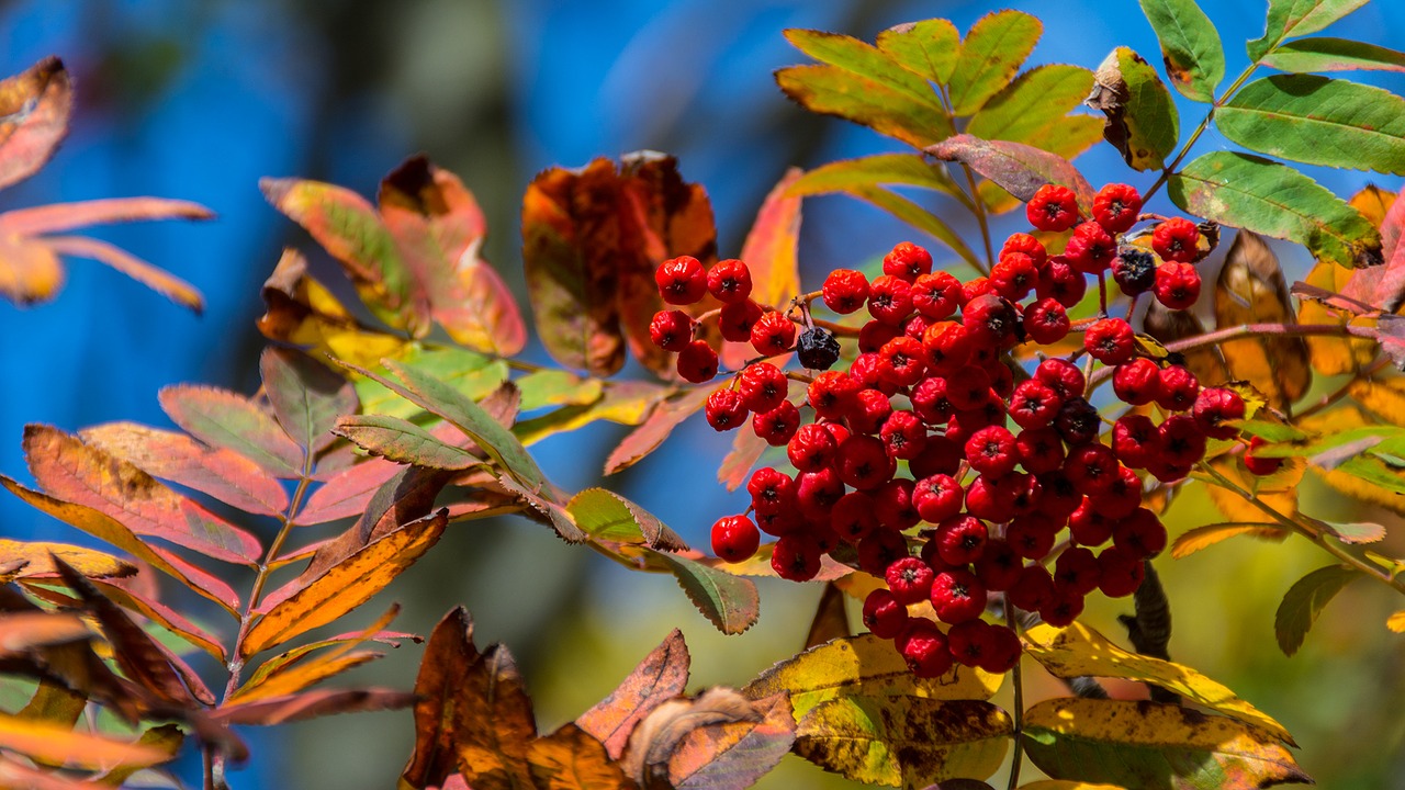 nature decline autumn free photo