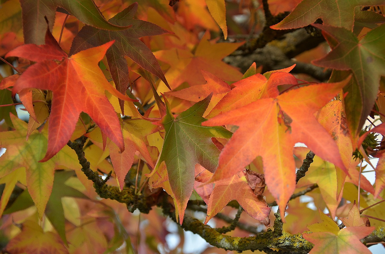 nature leaves fall colorful free photo