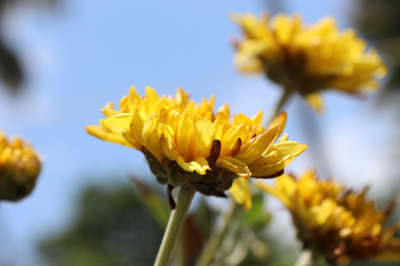 nature flower yellow free photo