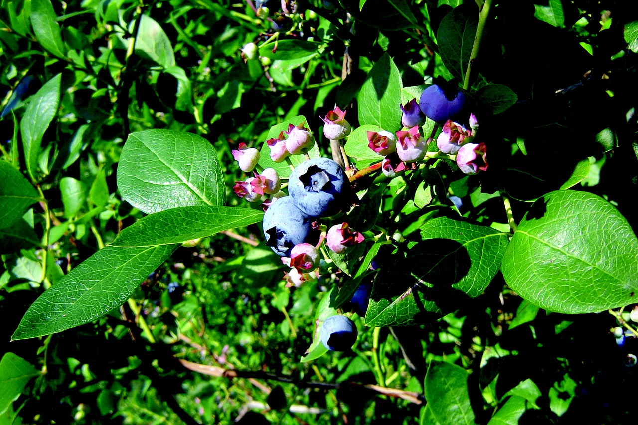 nature bilberry jagoda free photo