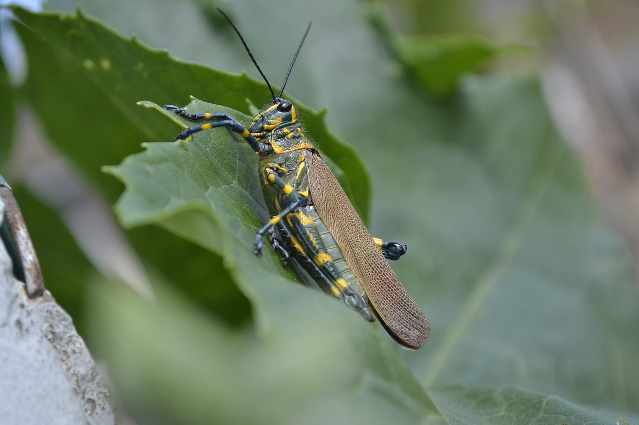 nature cricket insect free photo