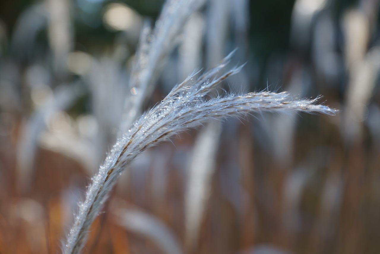 nature dew morning free photo