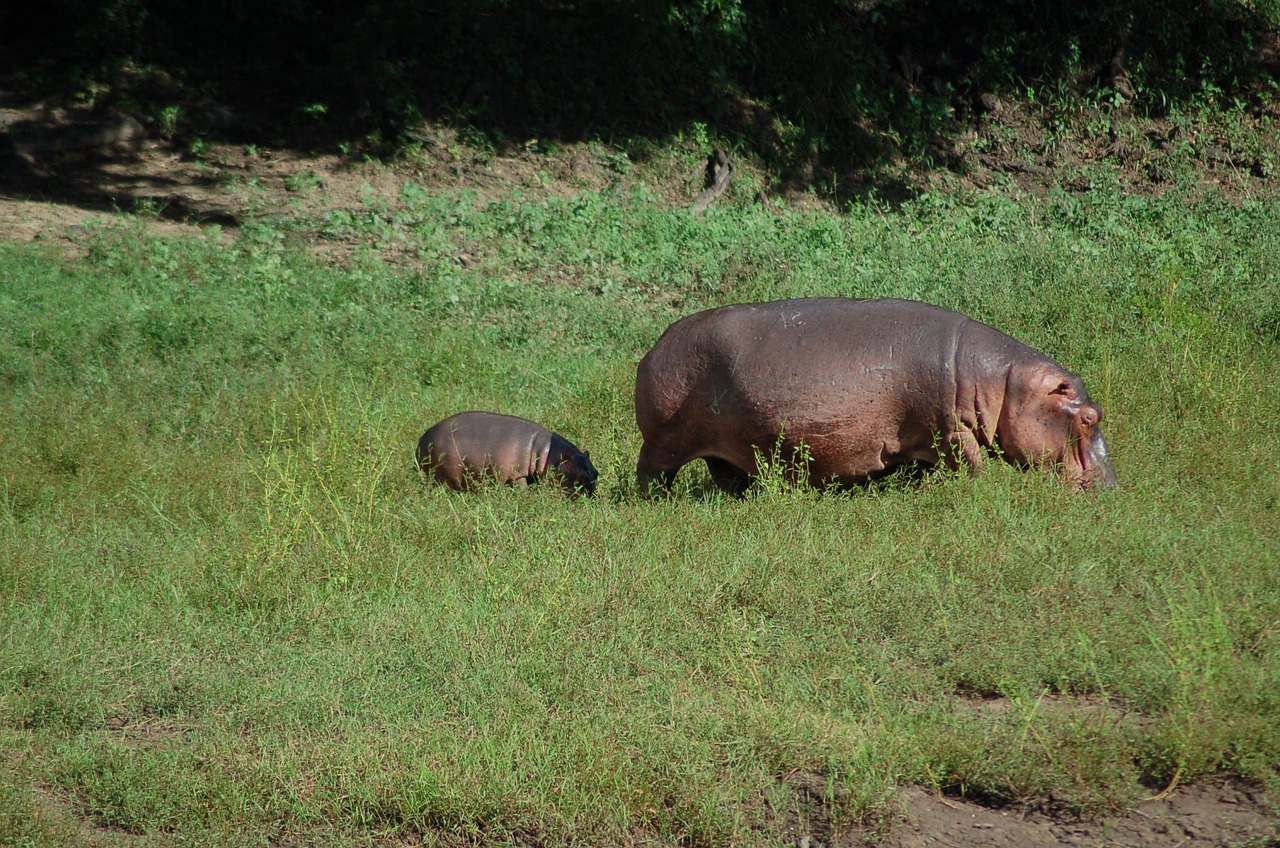 nature africa wild free photo