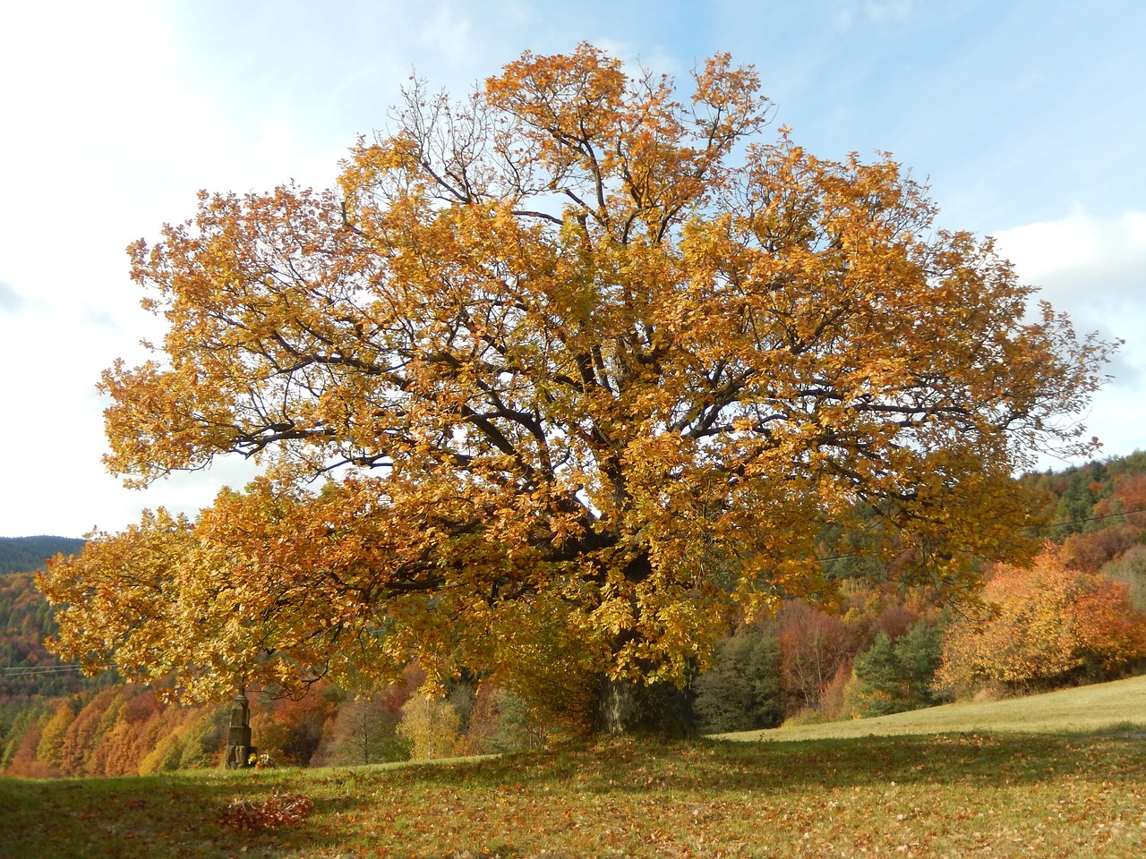 nature tree autumn free photo