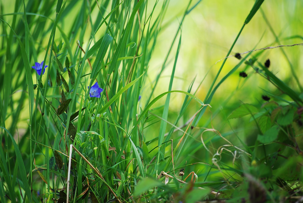 nature grass green free photo