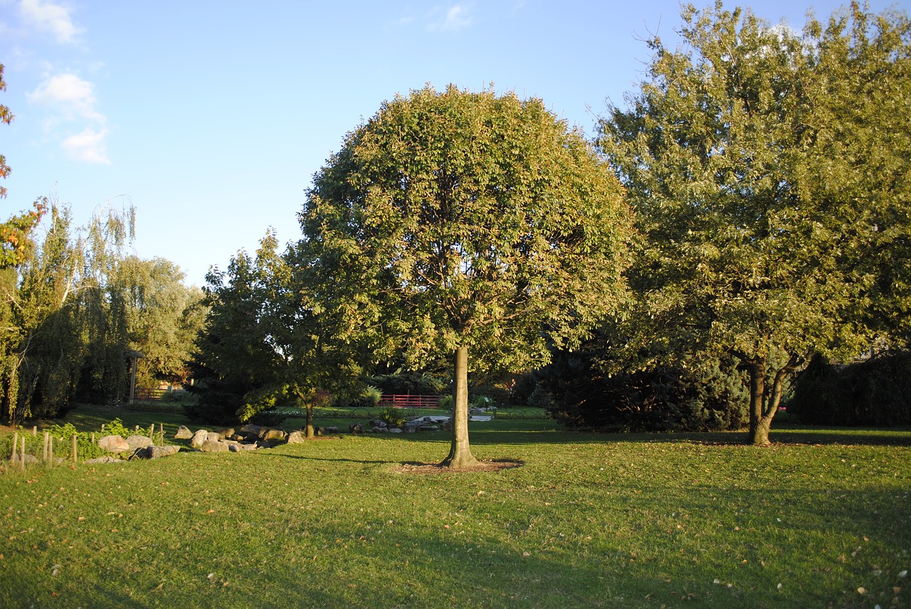 nature tree peace free photo