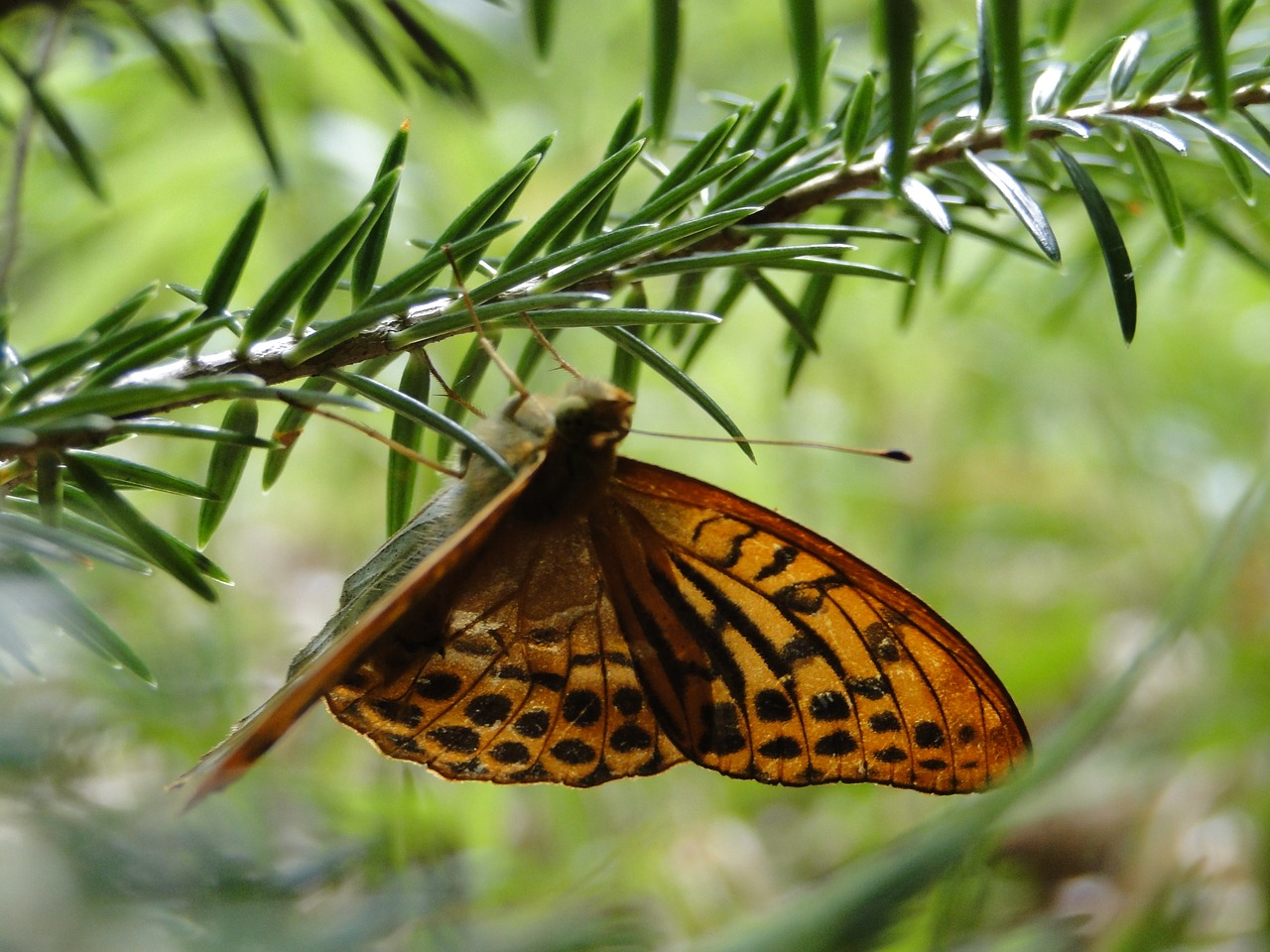 nature butterfly insect free photo