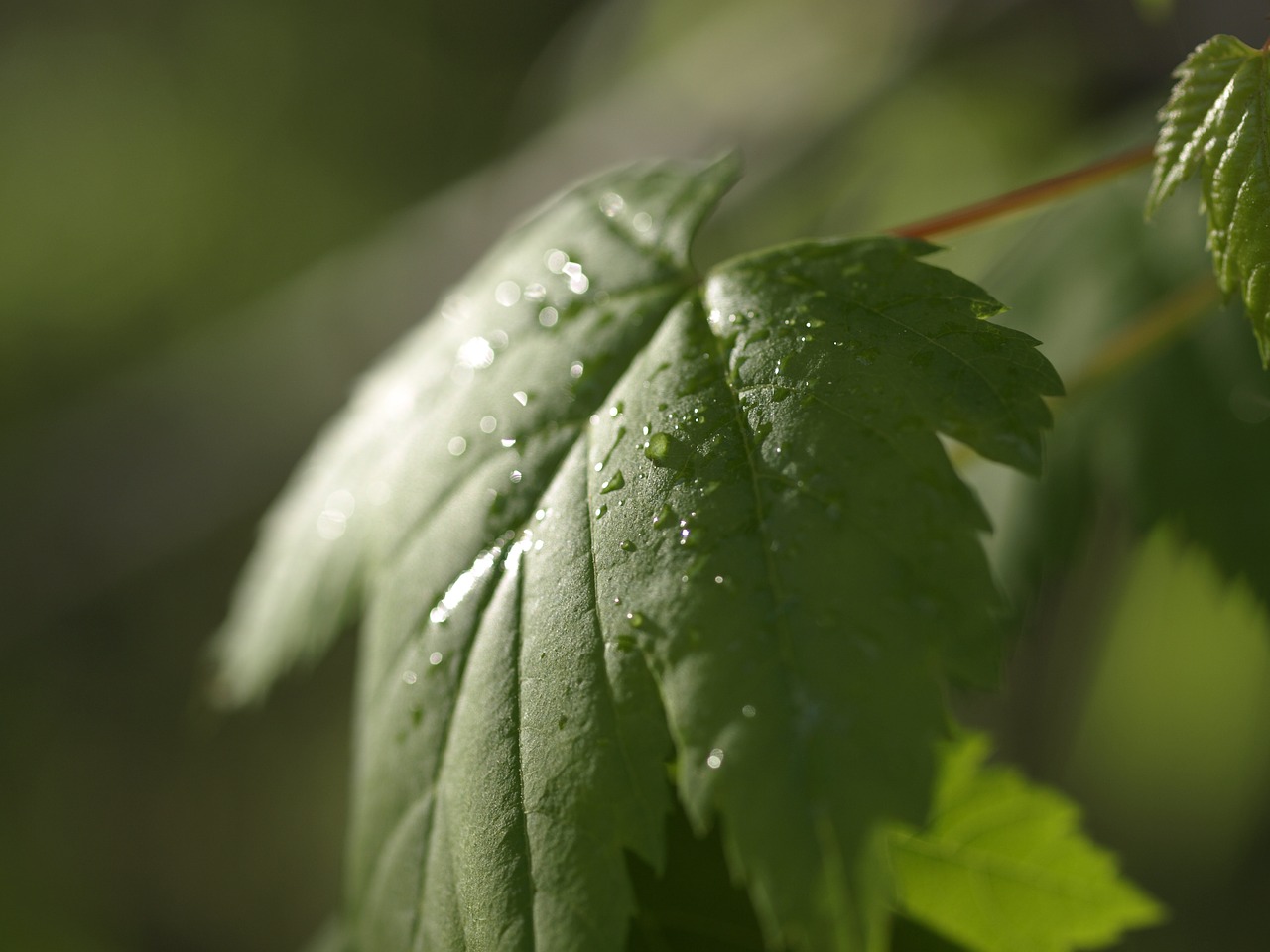 nature leaf green free photo