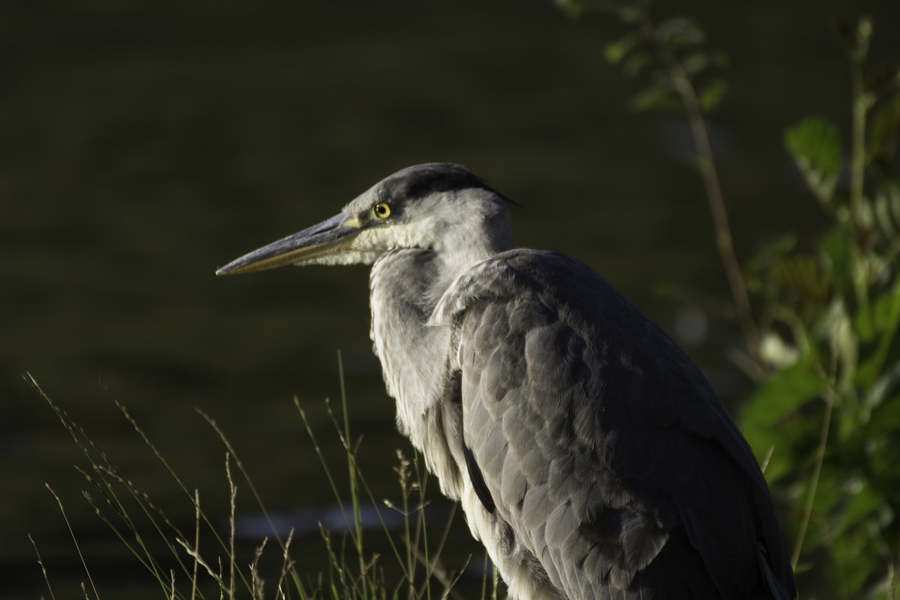 nature heron bird free photo