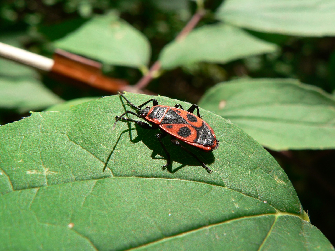 nature beetle insect free photo