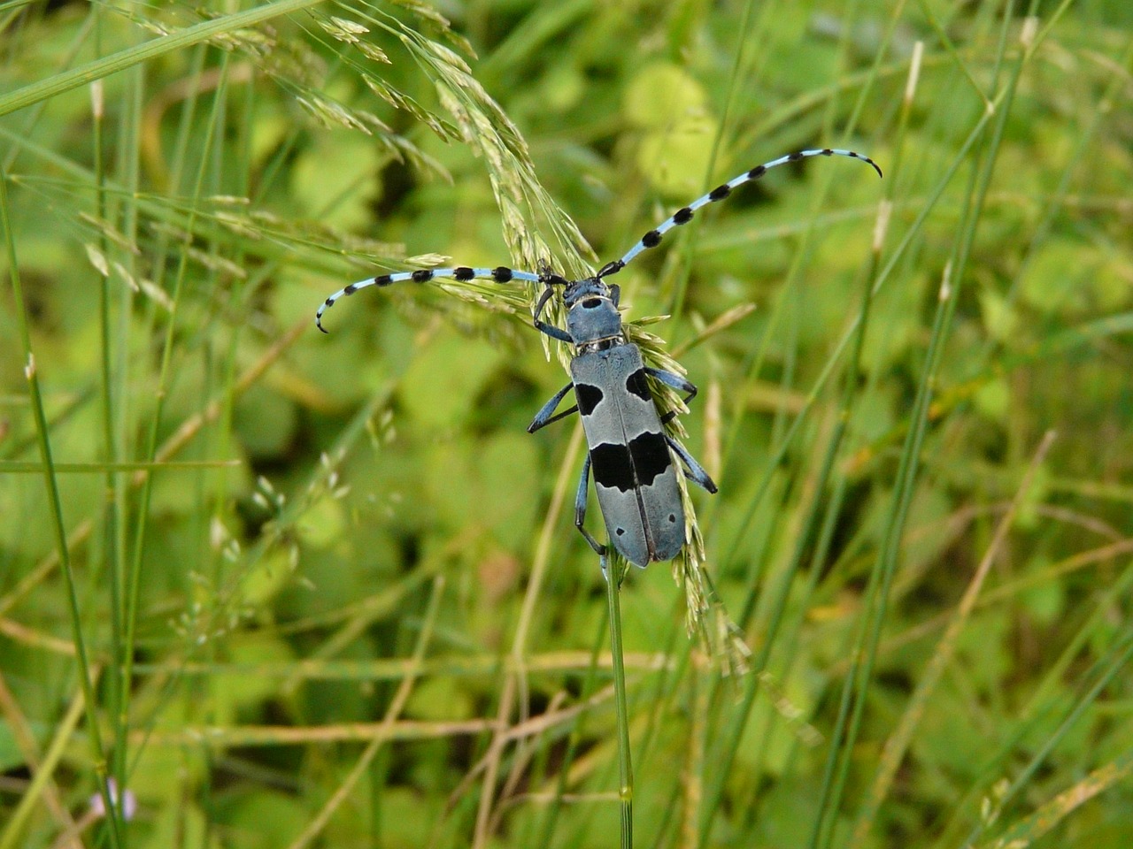 nature beetle animal free photo