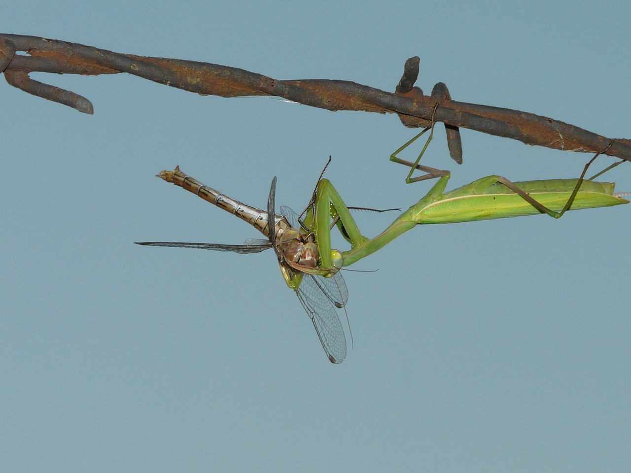 praying predator nature free photo