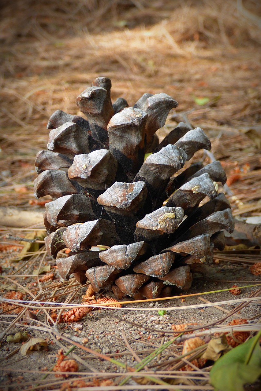 nature seed pineapple free photo