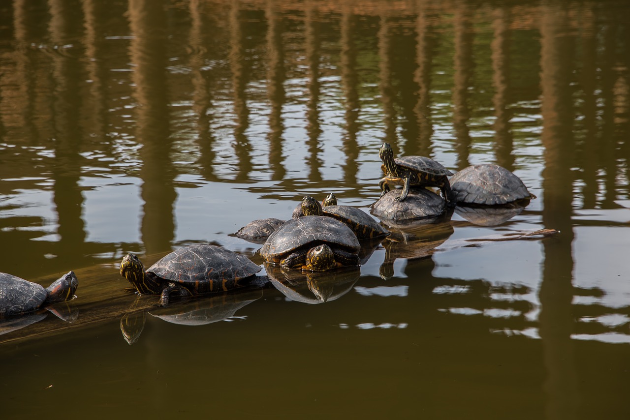 nature peru turtle free photo