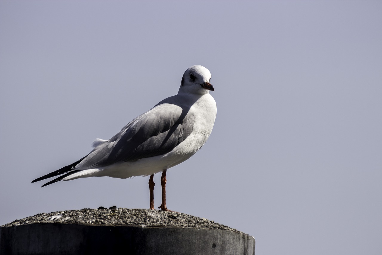 nature water bird seagull free photo