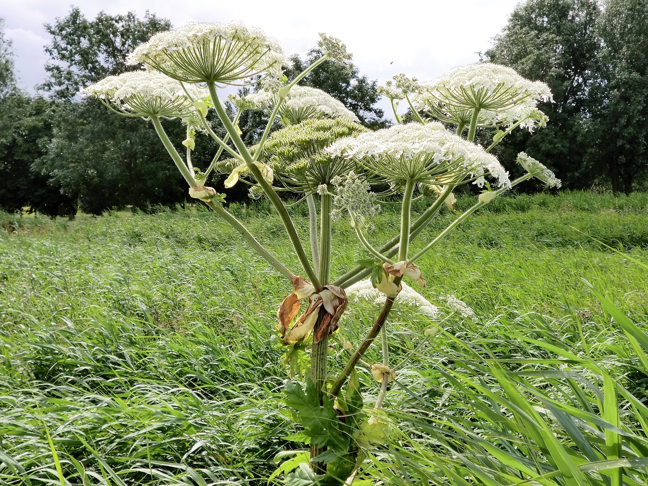 nature hogweed screen flower free photo