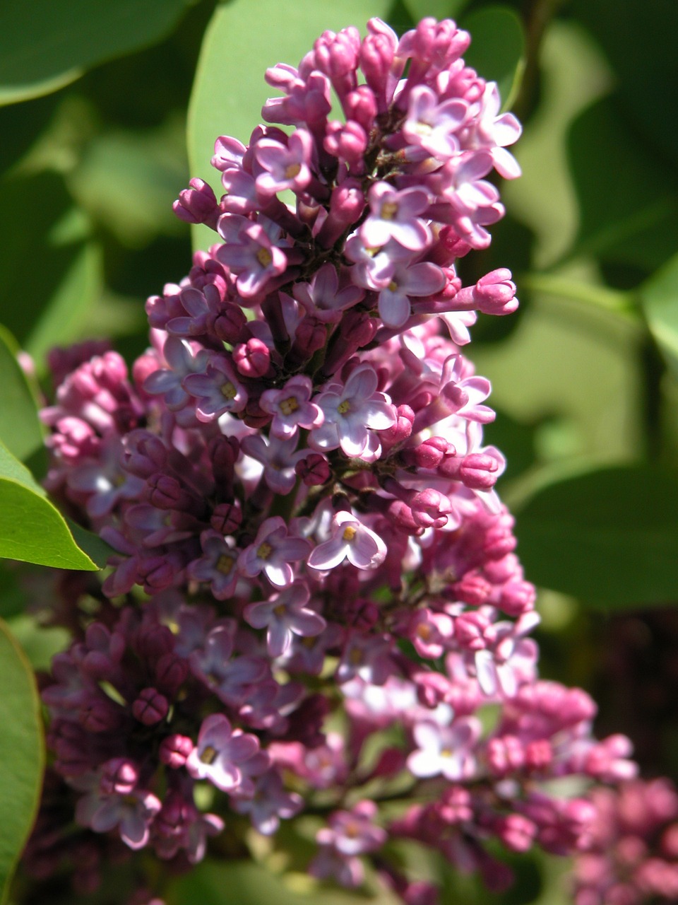 nature flowers green free photo