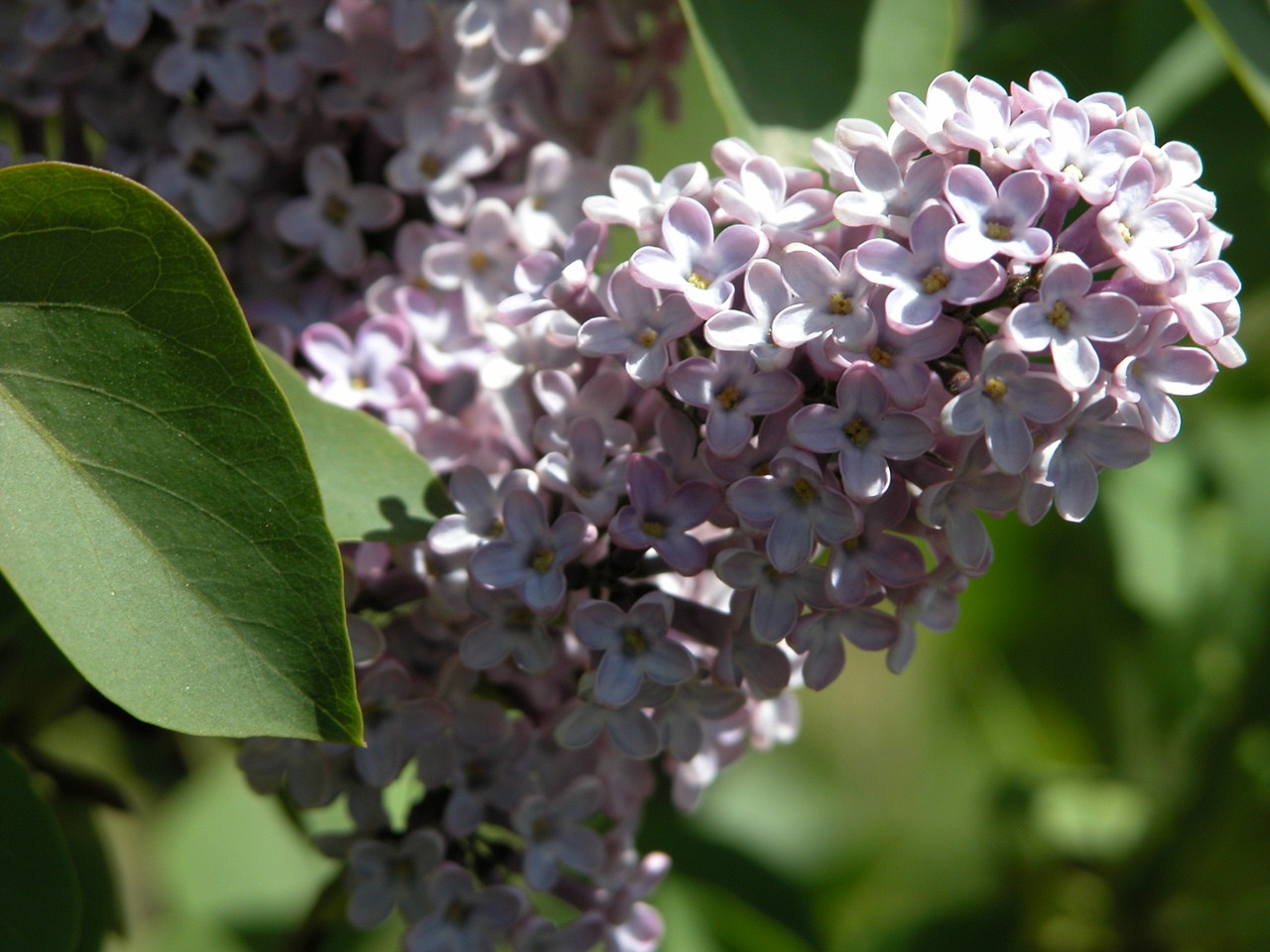 nature flowers green free photo