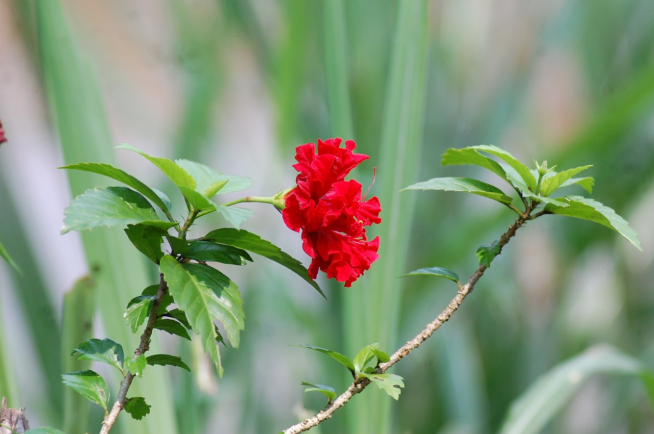 flower camera red free photo