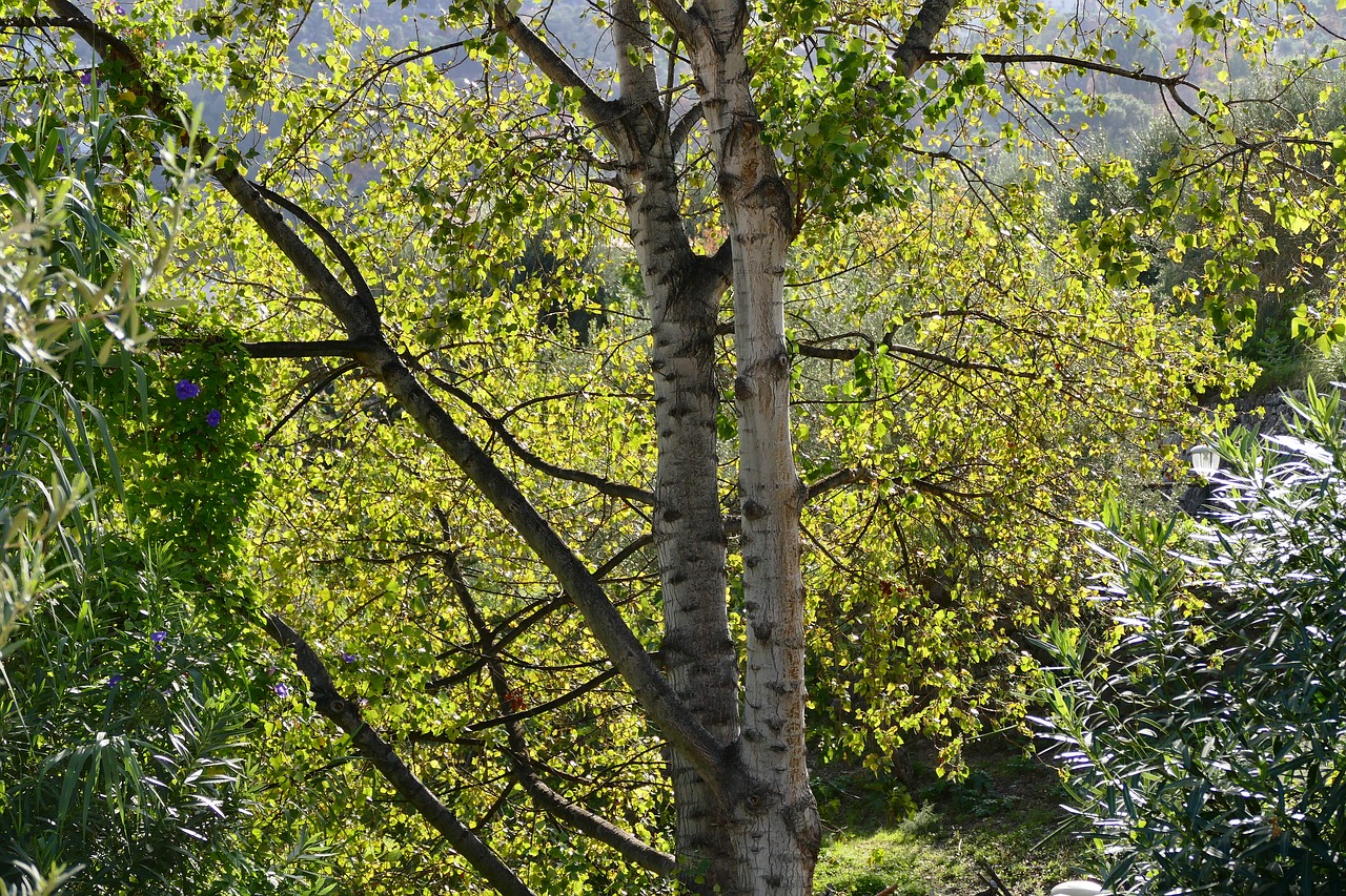 nature forest autumn free photo