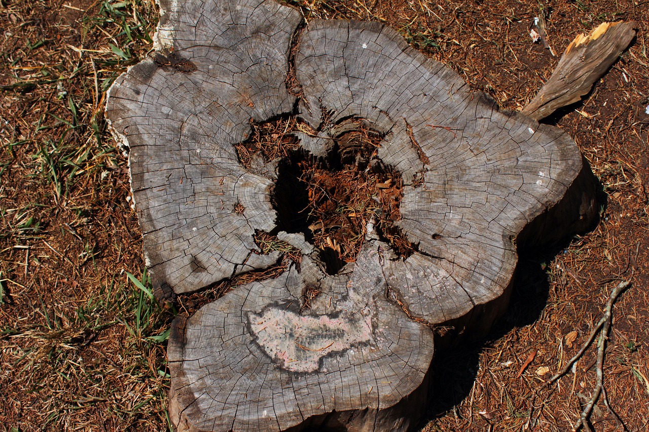 nature trunk tree free photo