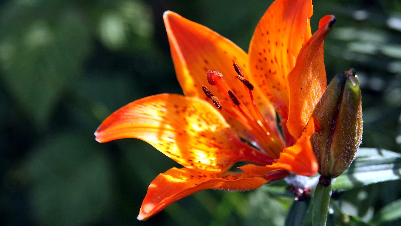 nature flower lily free photo