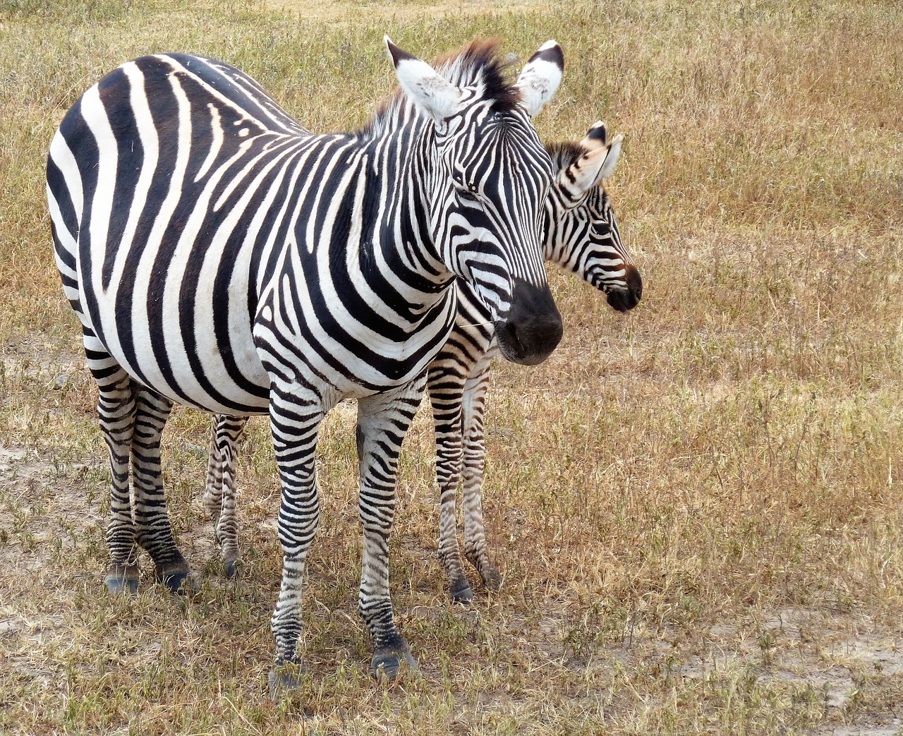 nature zebra safari free photo