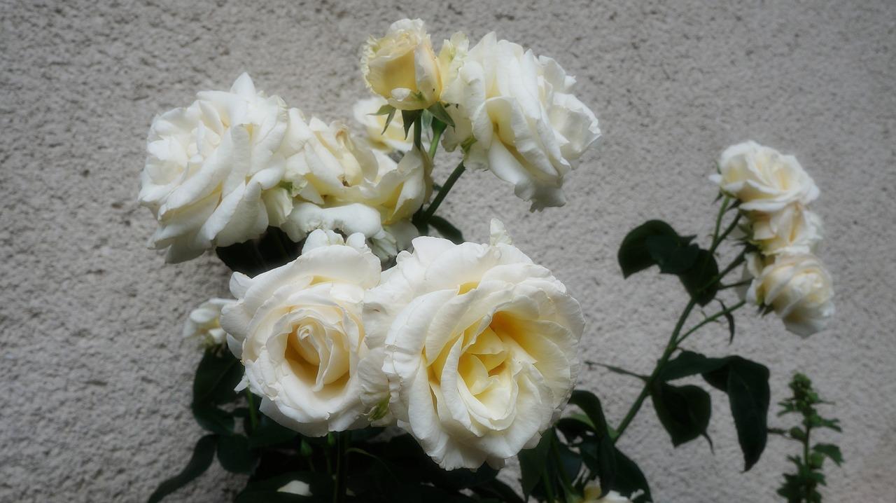 nature flowers roses free photo