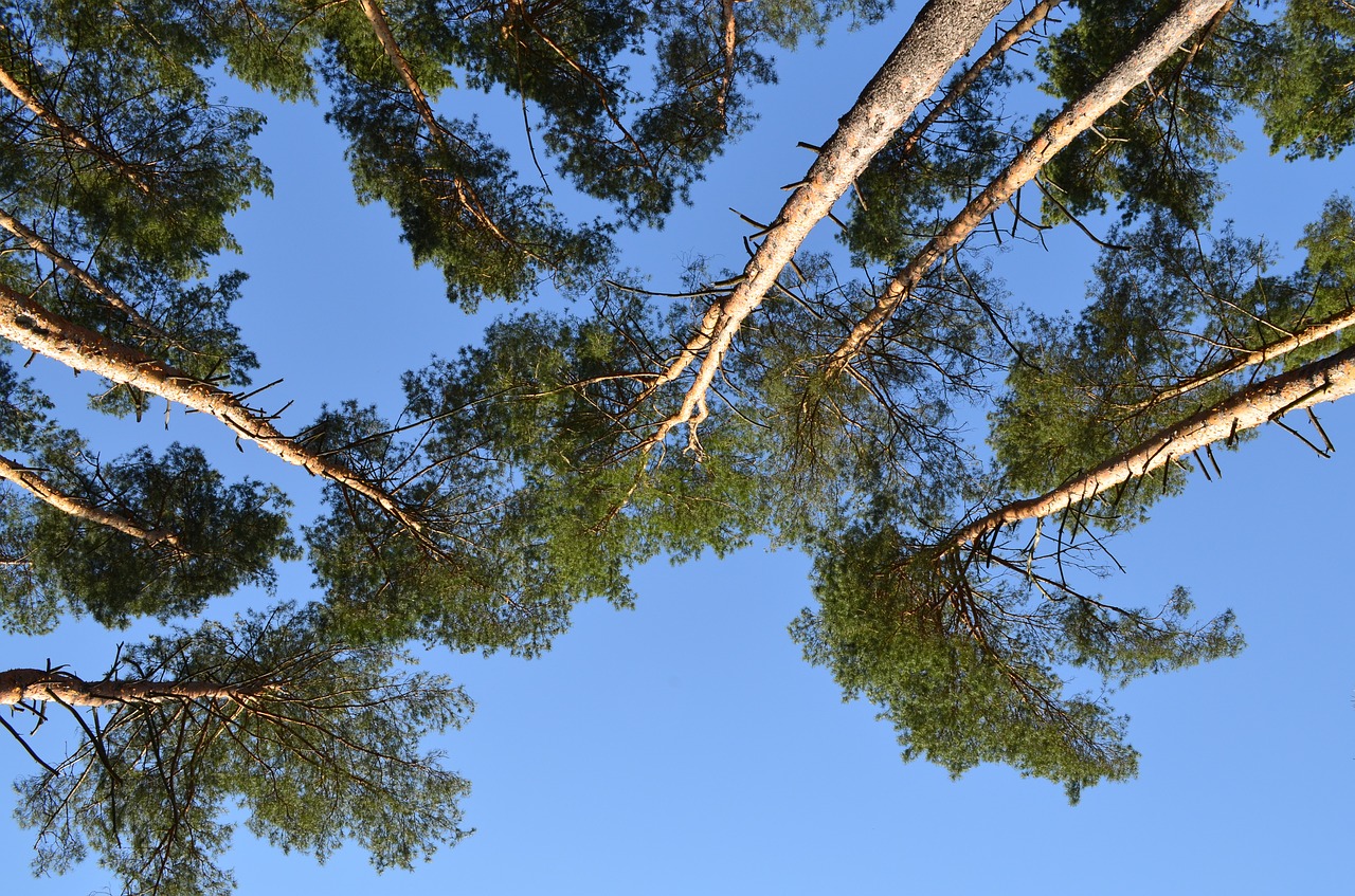 nature pine view from the bottom free photo