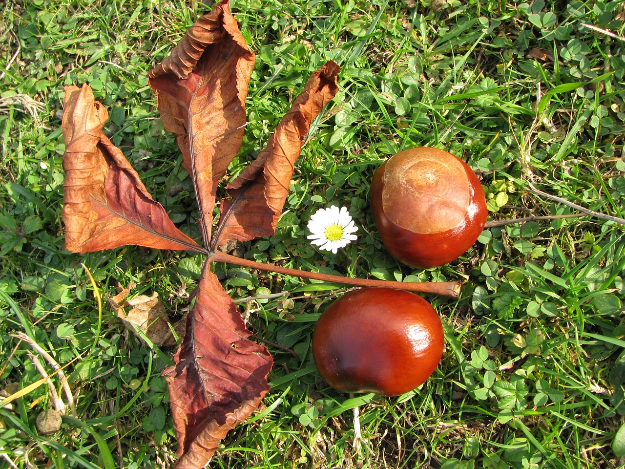 nature chestnut autumn free photo