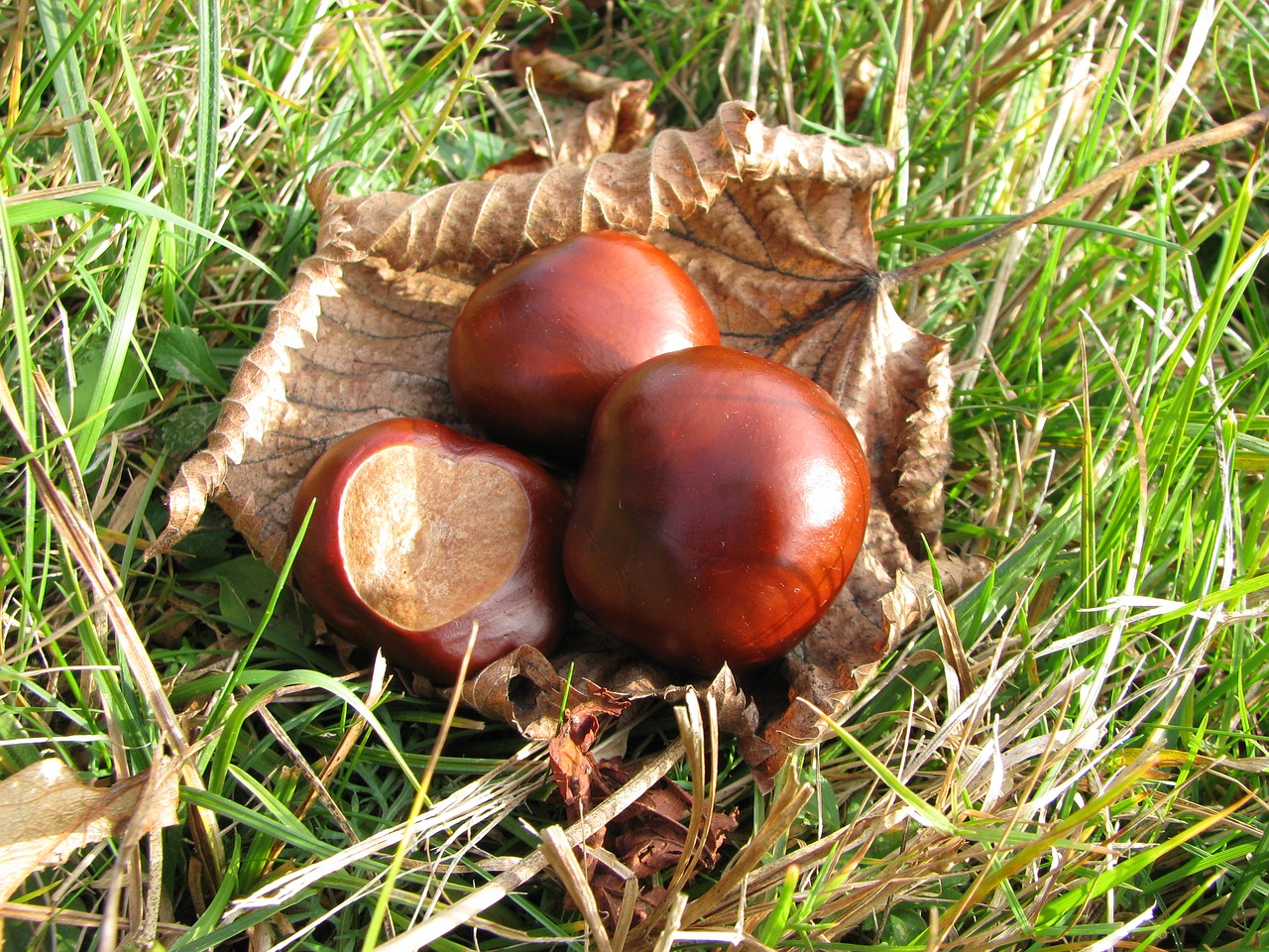 nature chestnut autumn free photo