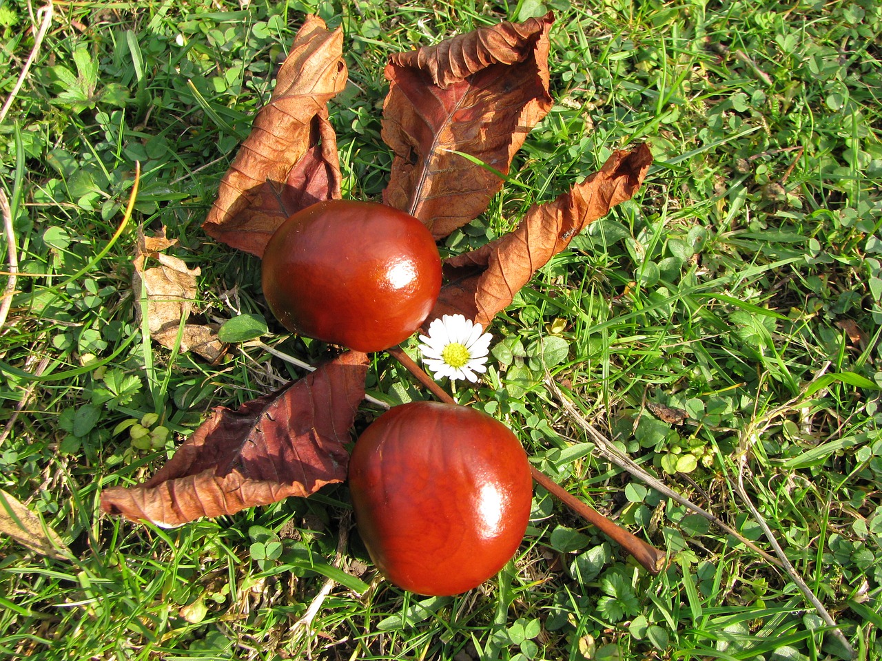 nature chestnut autumn free photo