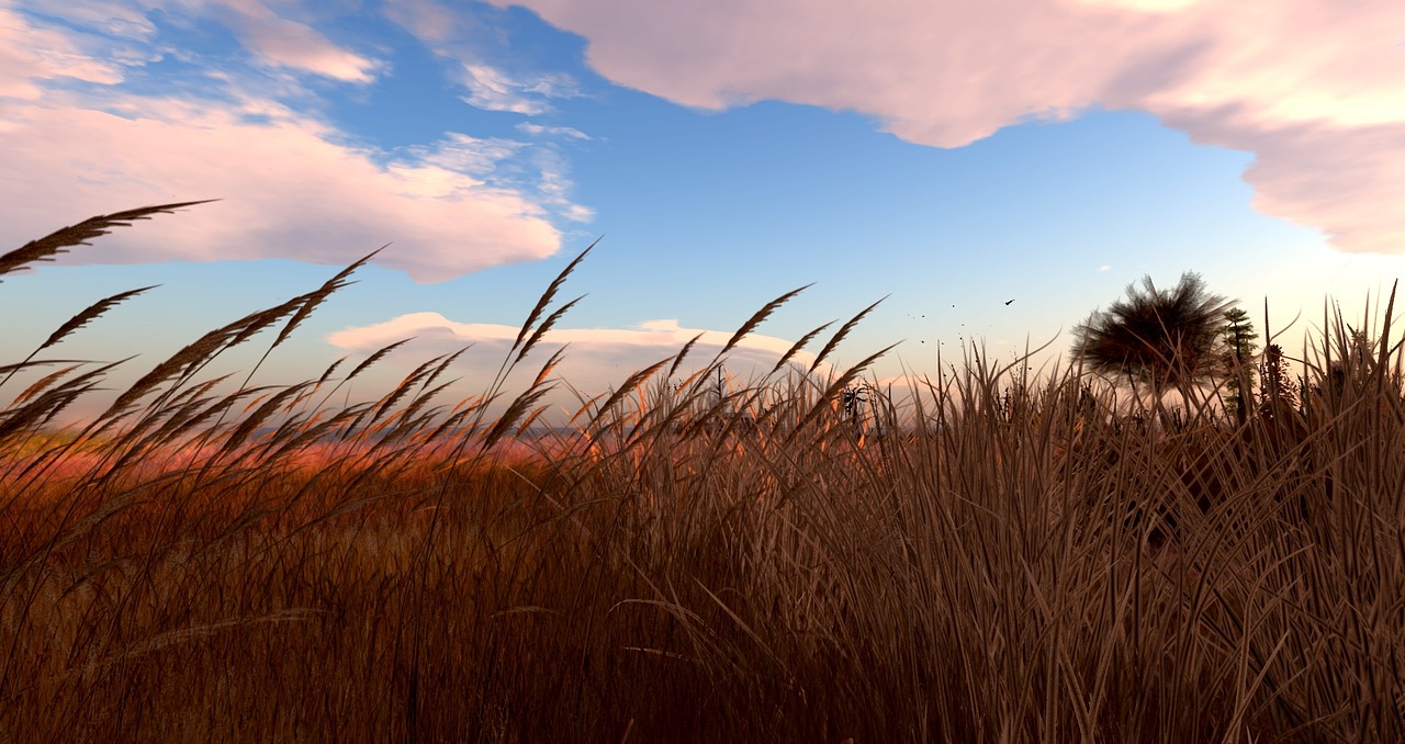 nature grass sky free photo