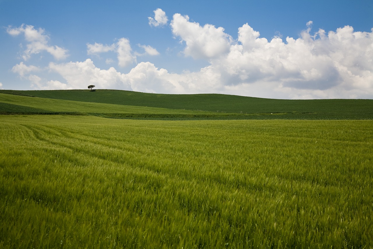 nature clouds wheat free photo