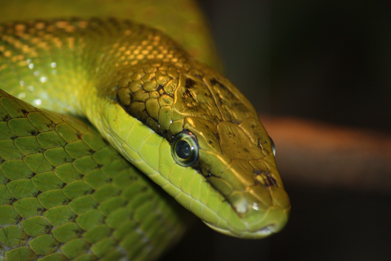 nature snake green free photo