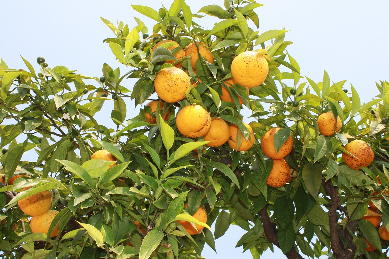 nature oranges italy free photo