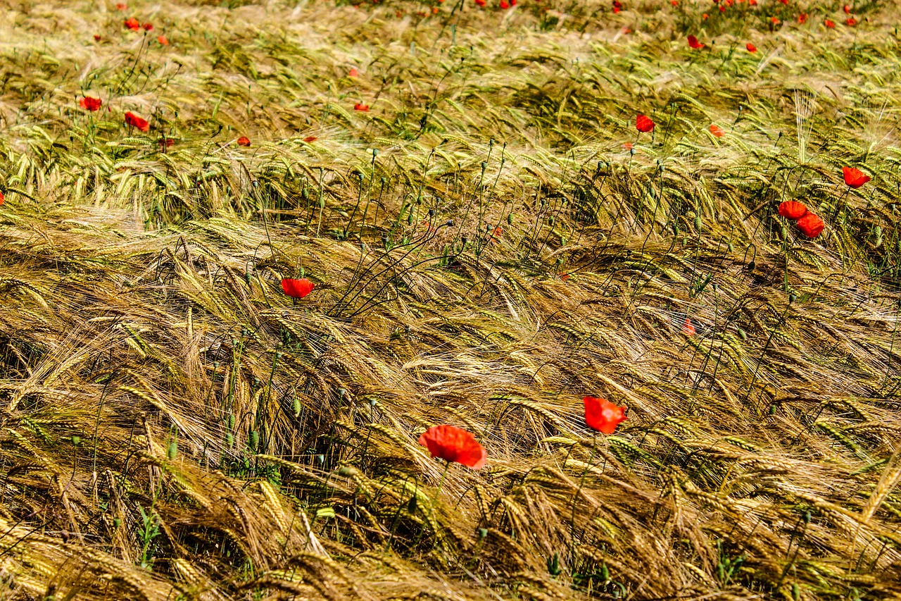 nature wheat field free photo