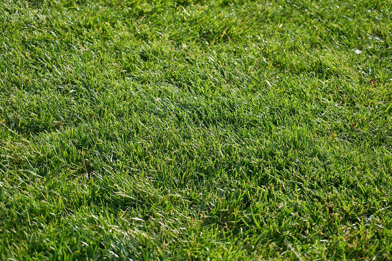 nature green grass free photo