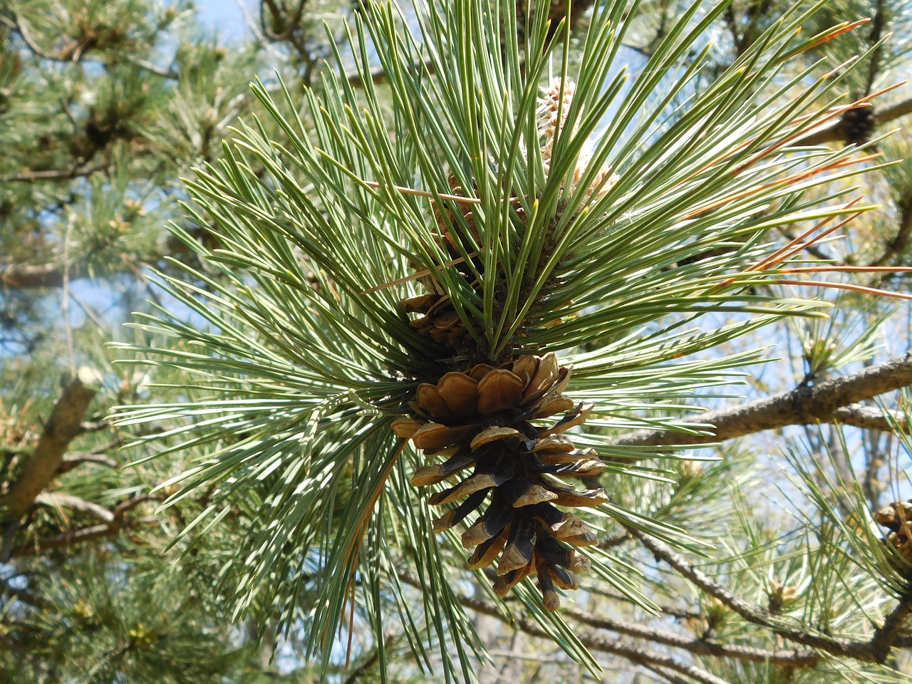 nature pine trees trees free photo