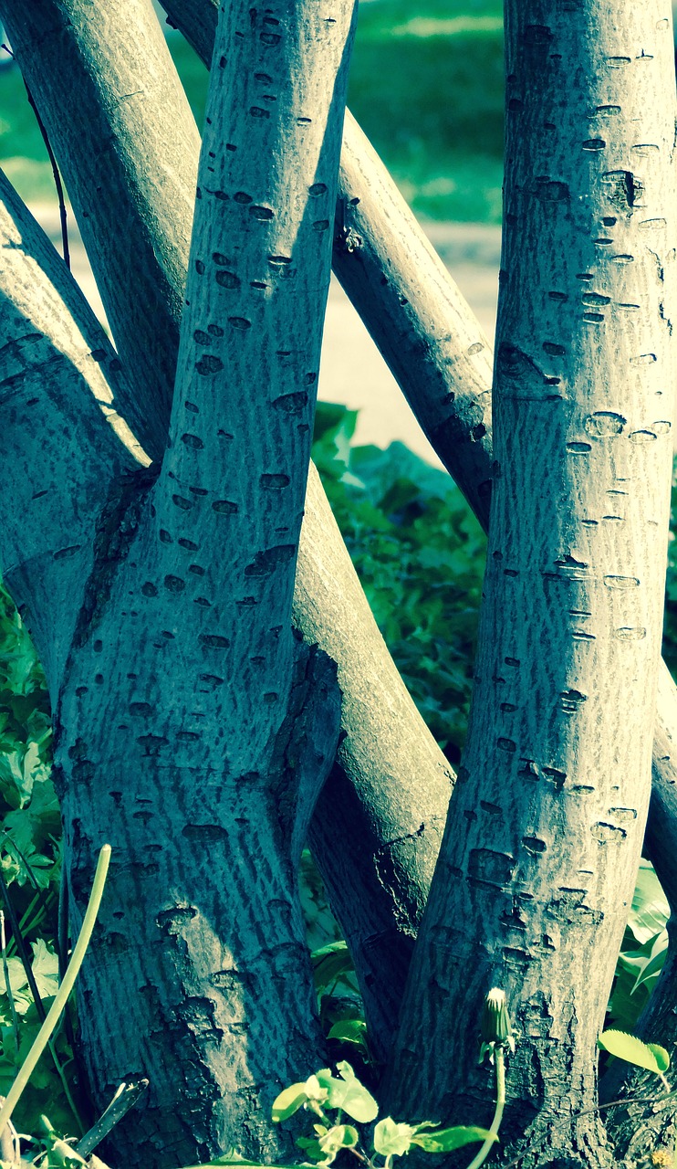 nature stump tree free photo