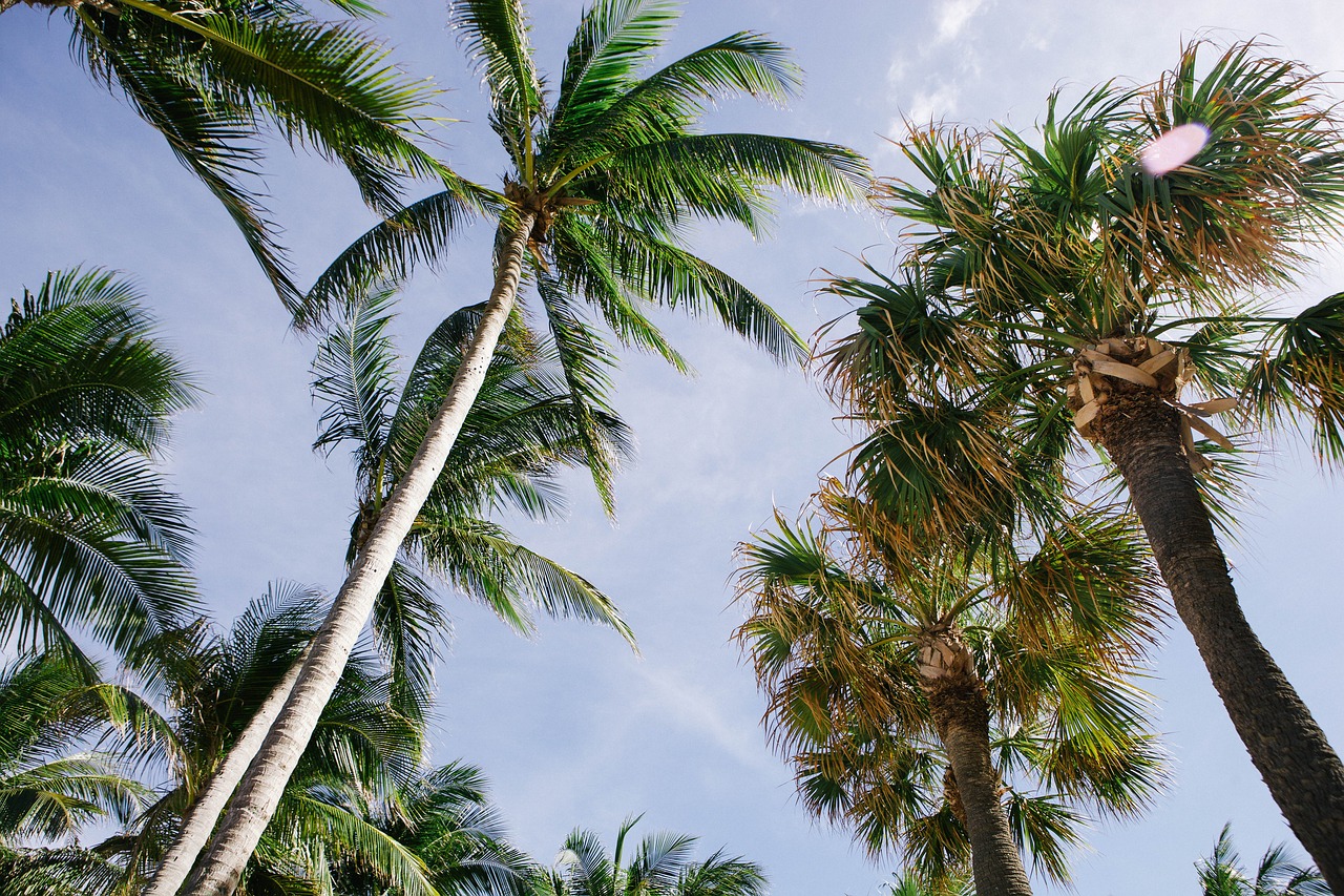 nature palm trees paradise free photo