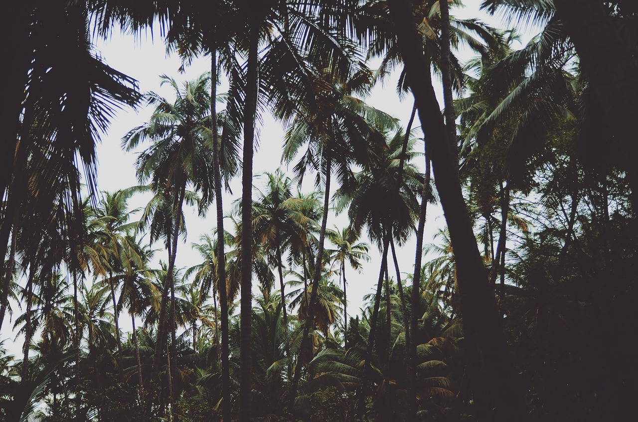 nature palm trees trees free photo