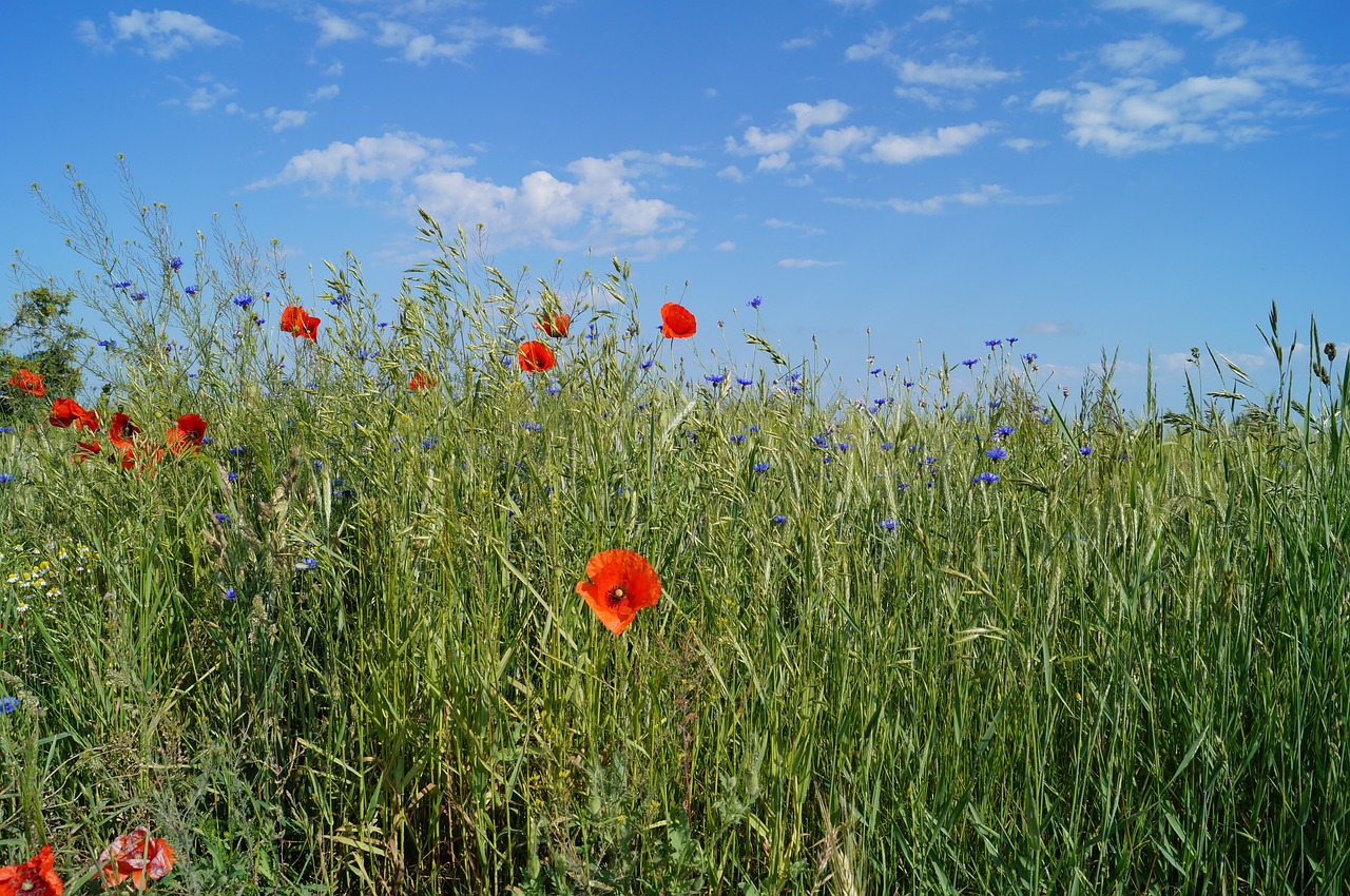 nature meadow poppies free photo
