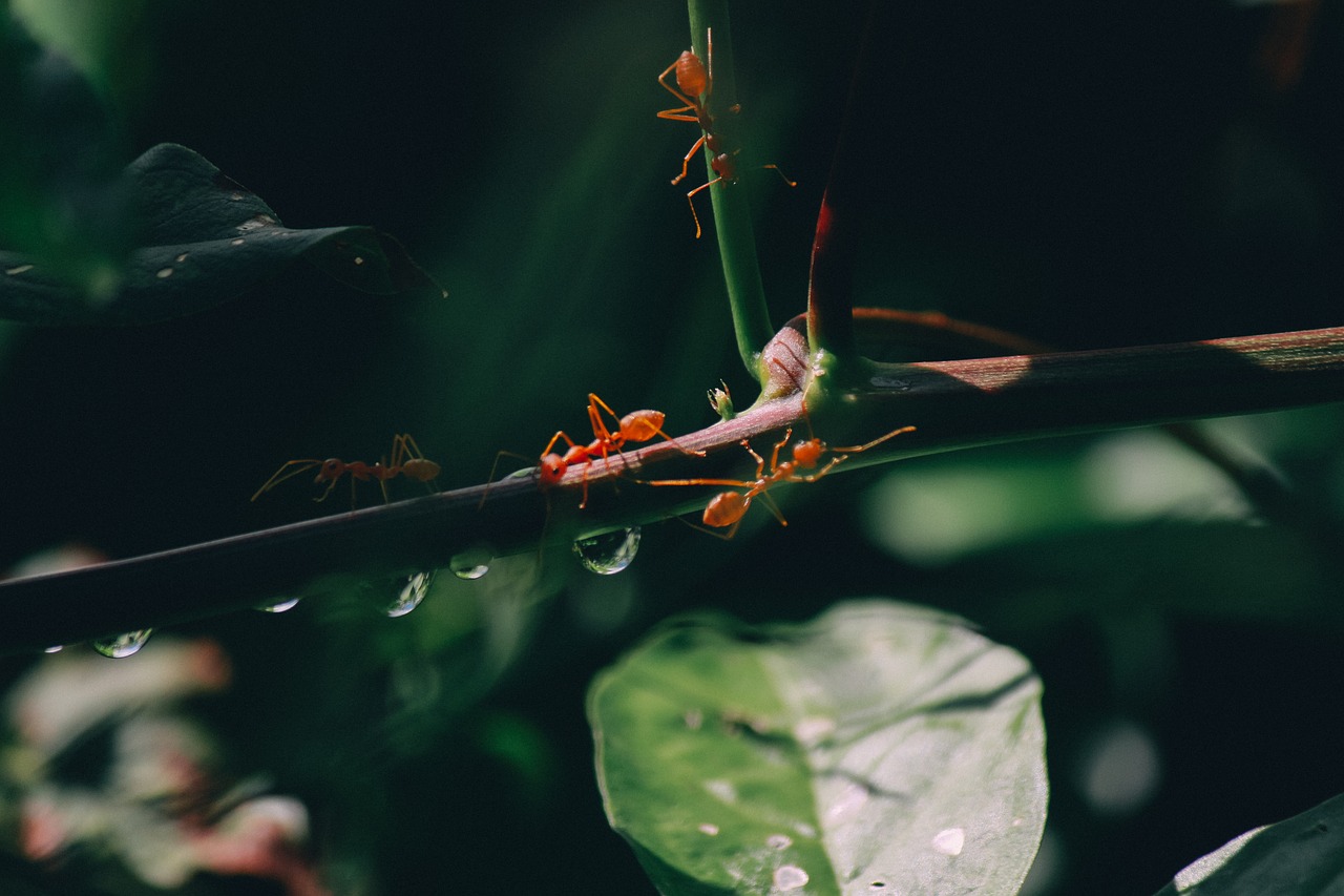 nature invertebrate leaves free photo