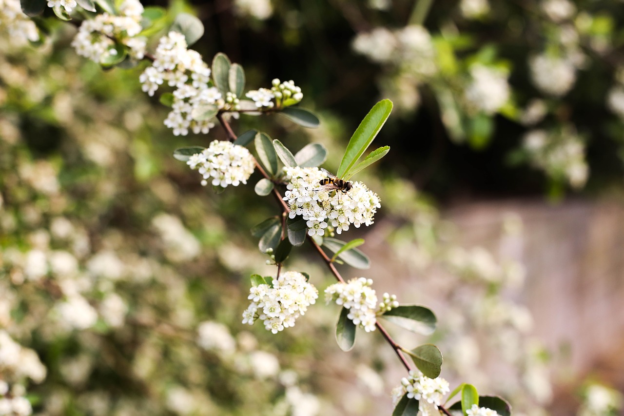 nature flower outdoors free photo